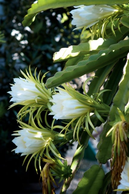 Dragon Fruit Flower