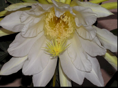 Dragon Fruit Flower