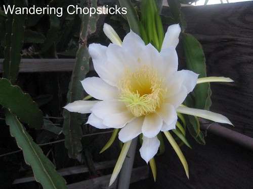 Dragon Fruit Flower Blooming