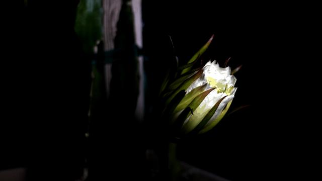 Dragon Fruit Flower Blooming