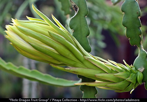 Dragon Fruit Flower Blooming