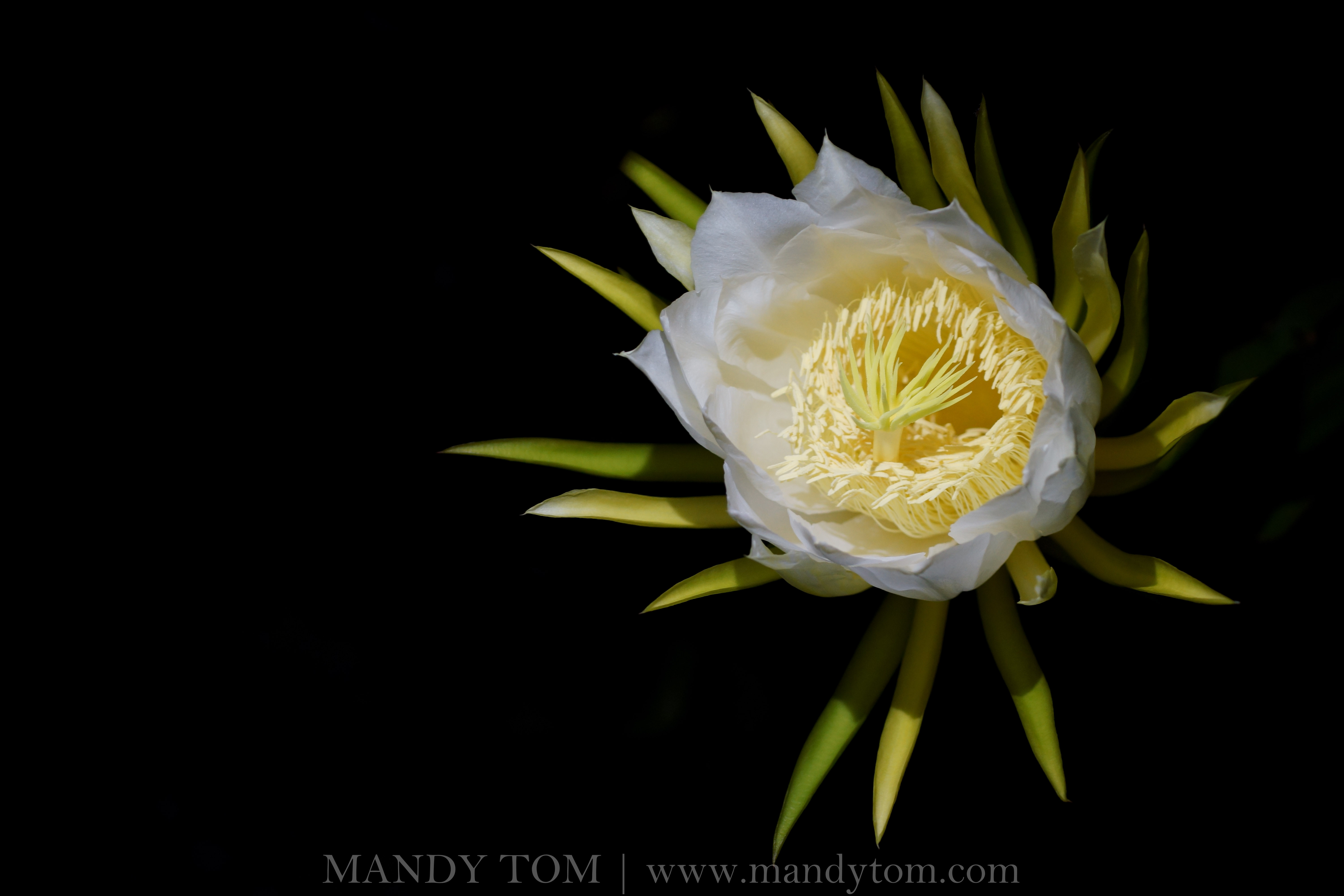 Dragon Fruit Flower Blooming