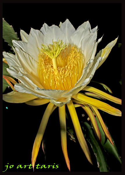 Dragon Fruit Flower Blooming