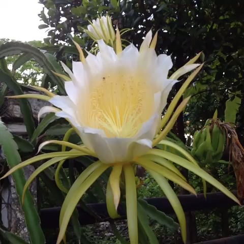 Dragon Fruit Flower Blooming