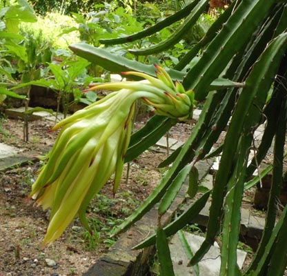 Dragon Fruit Flower Blooming