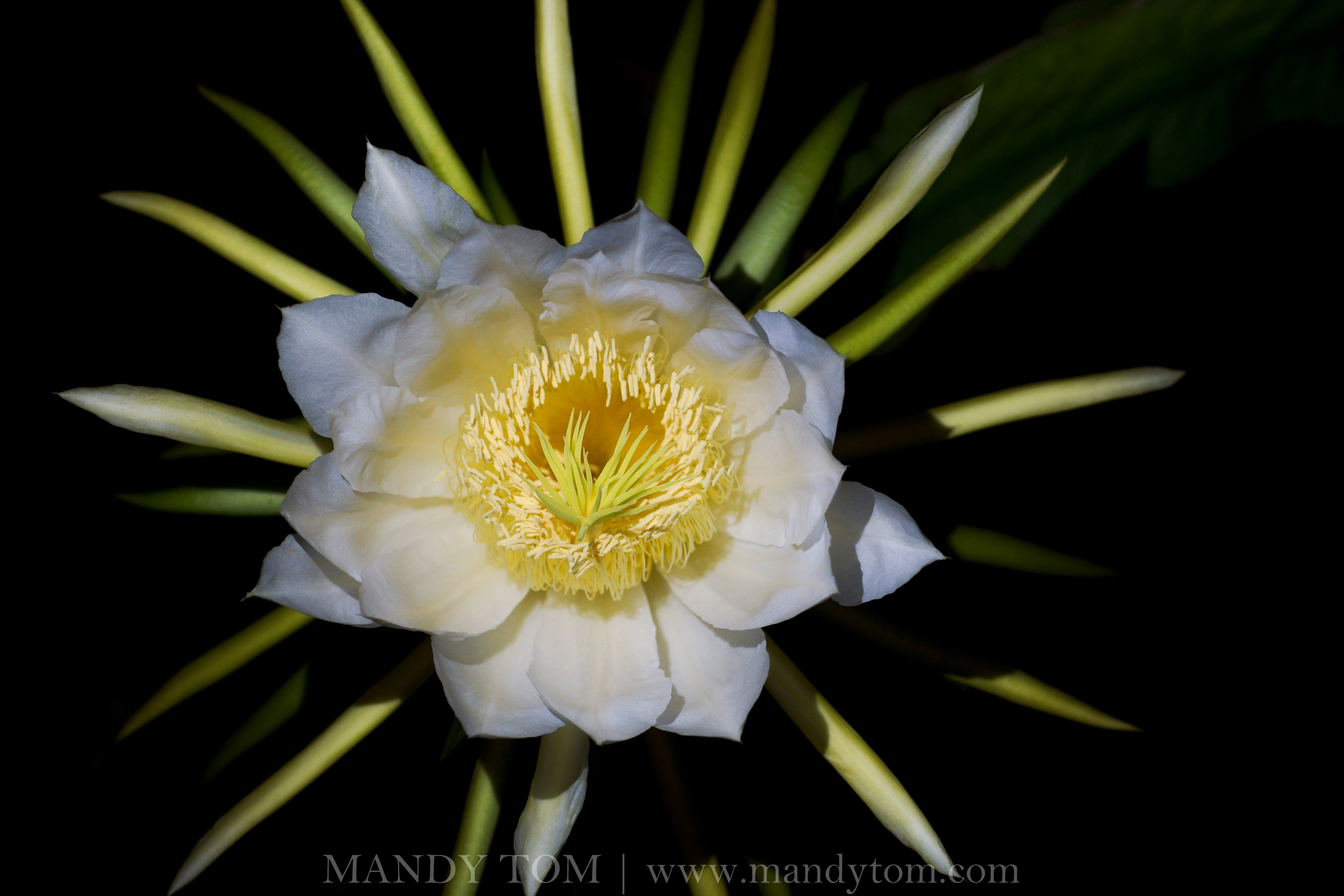 Dragon Fruit Flower Blooming