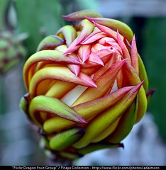 Dragon Fruit Flower Bud