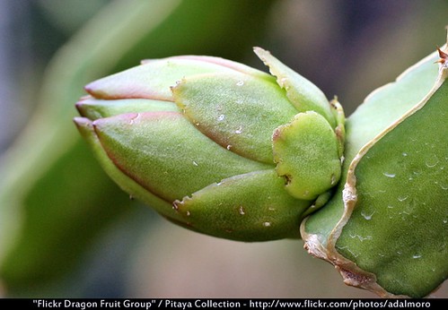 Dragon Fruit Flower Bud