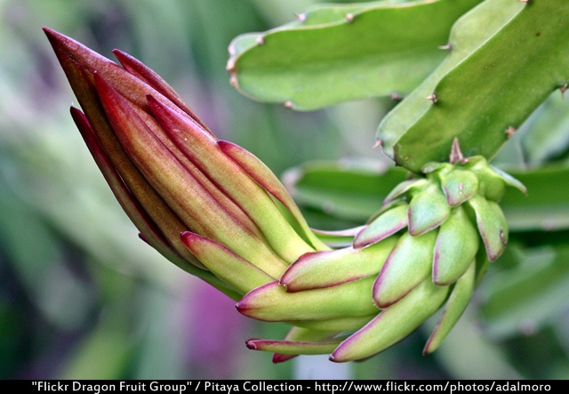 Dragon Fruit Flower Bud