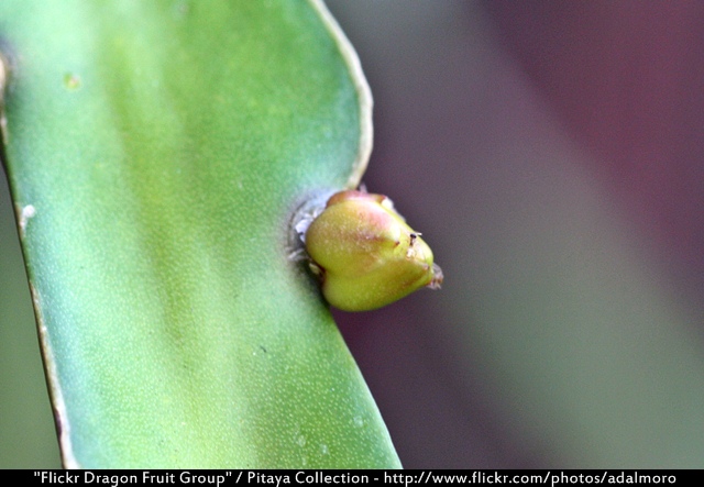 Dragon Fruit Flower Bud