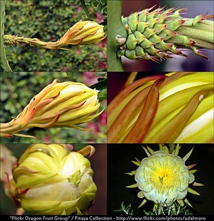 Dragon Fruit Flower Bud