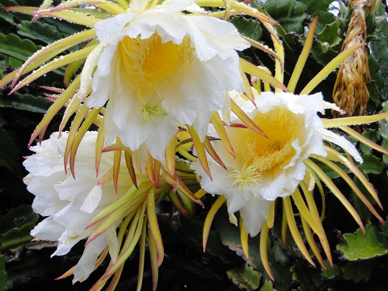 Dragon Fruit Flower Parts