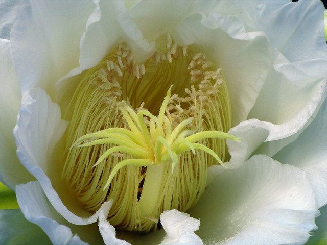 Dragon Fruit Flower Parts