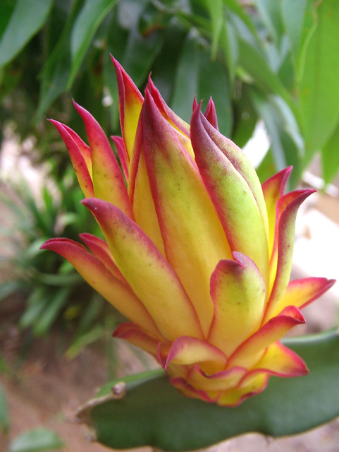 Dragon Fruit Flower Pictures