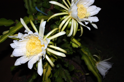 Dragon Fruit Flower Pictures