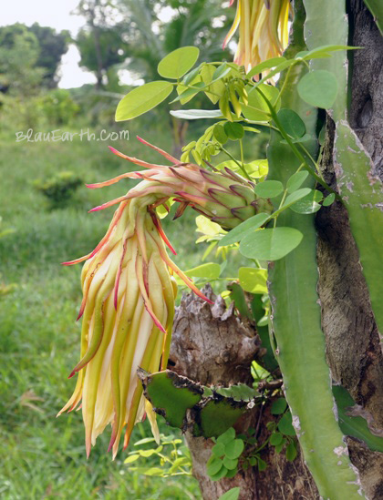 Dragon Fruit Flower Pictures