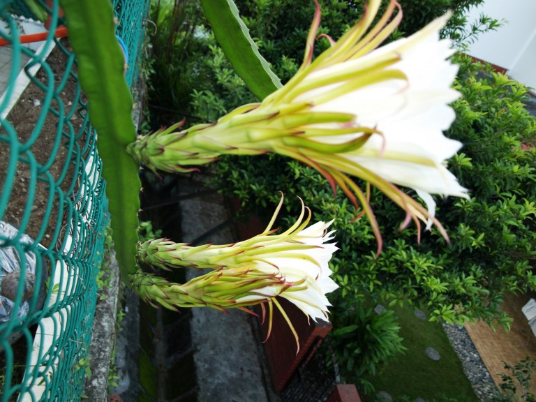 Dragon Fruit Flower Pictures