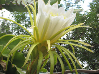 Dragon Fruit Flower Pictures