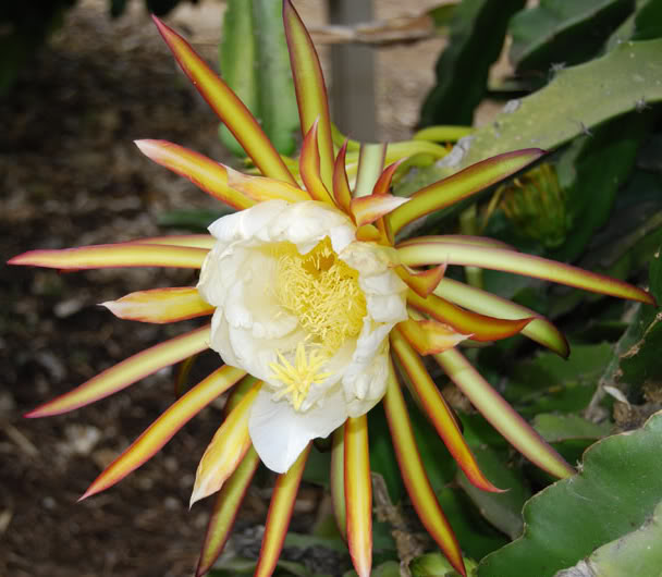 Dragon Fruit Flower Pollination