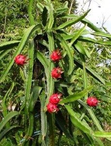 Dragon Fruit Flower Pollination