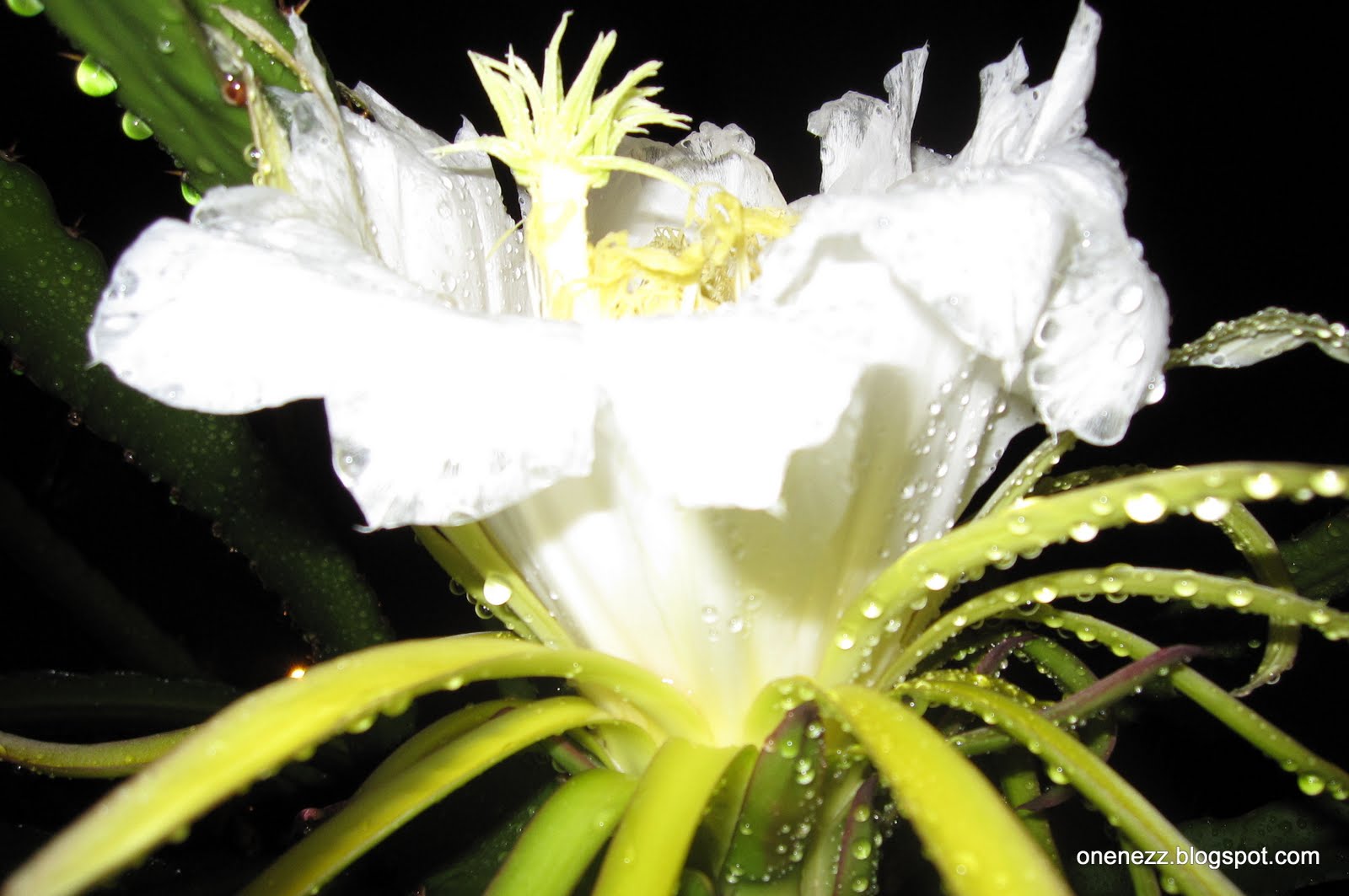 Dragon Fruit Flower Pollination