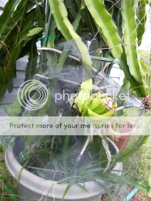 Dragon Fruit Flower Pollination