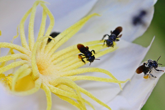 Dragon Fruit Flower Pollination