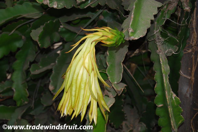 Dragon Fruit Flower Pollination