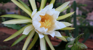 Dragon Fruit Flower Pollination