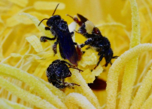 Dragon Fruit Flower Pollination