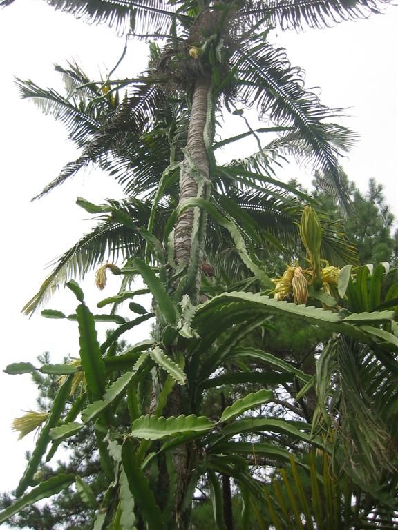 Dragon Fruit Flower Pollination