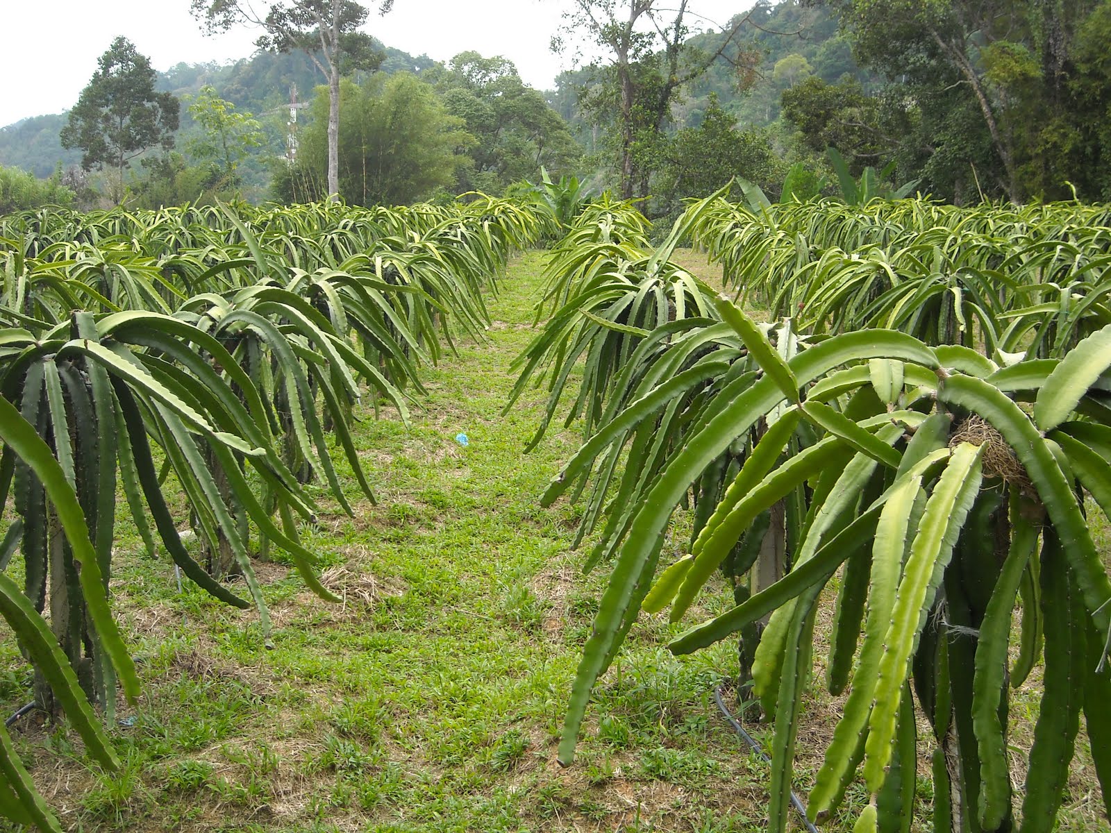 Dragon Fruit Plant