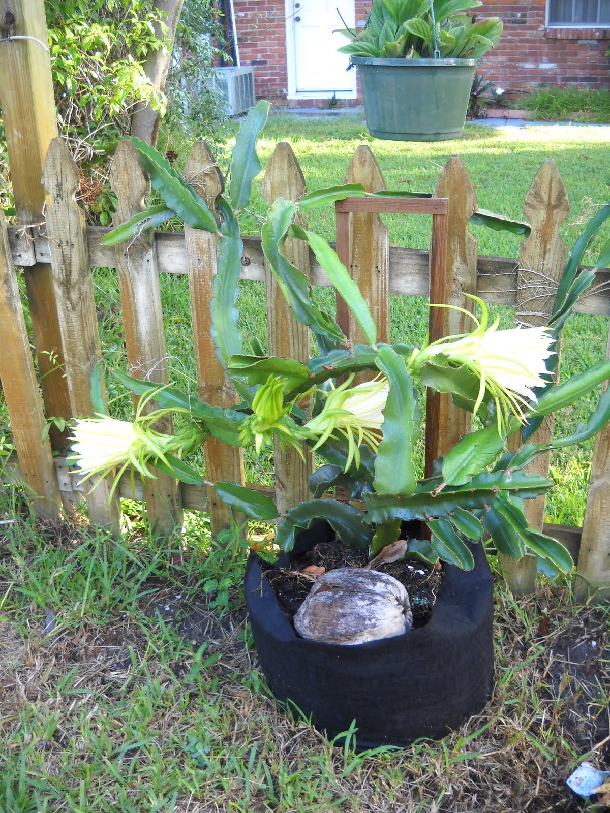 Dragon Fruit Plant Care