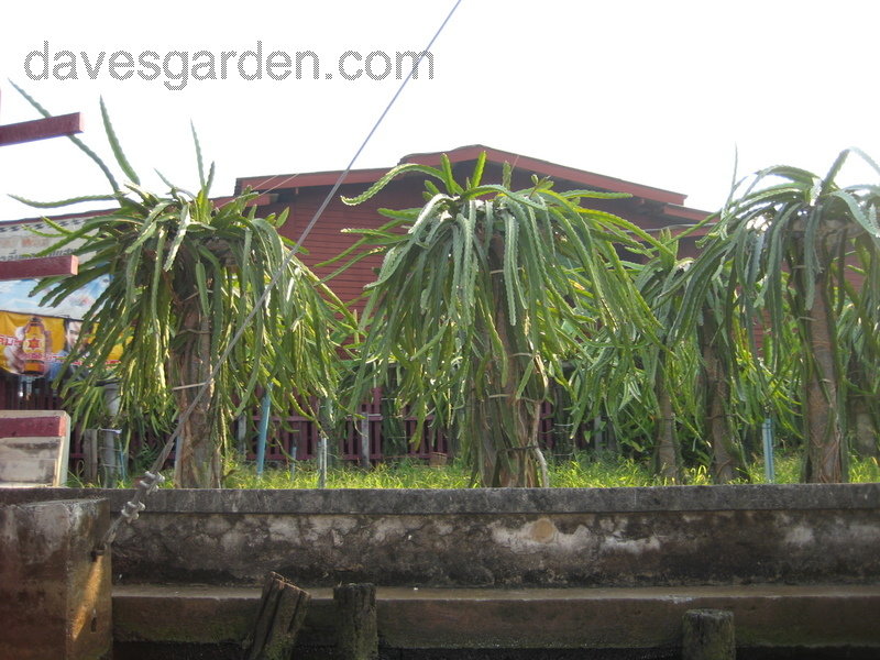 Dragon Fruit Plant Care