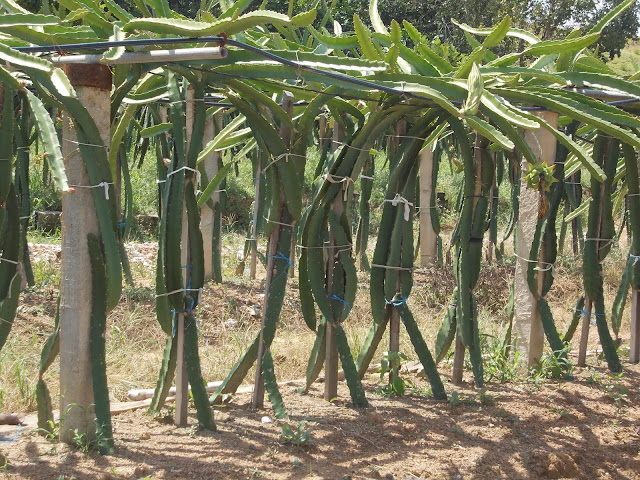 Dragon Fruit Plant Care