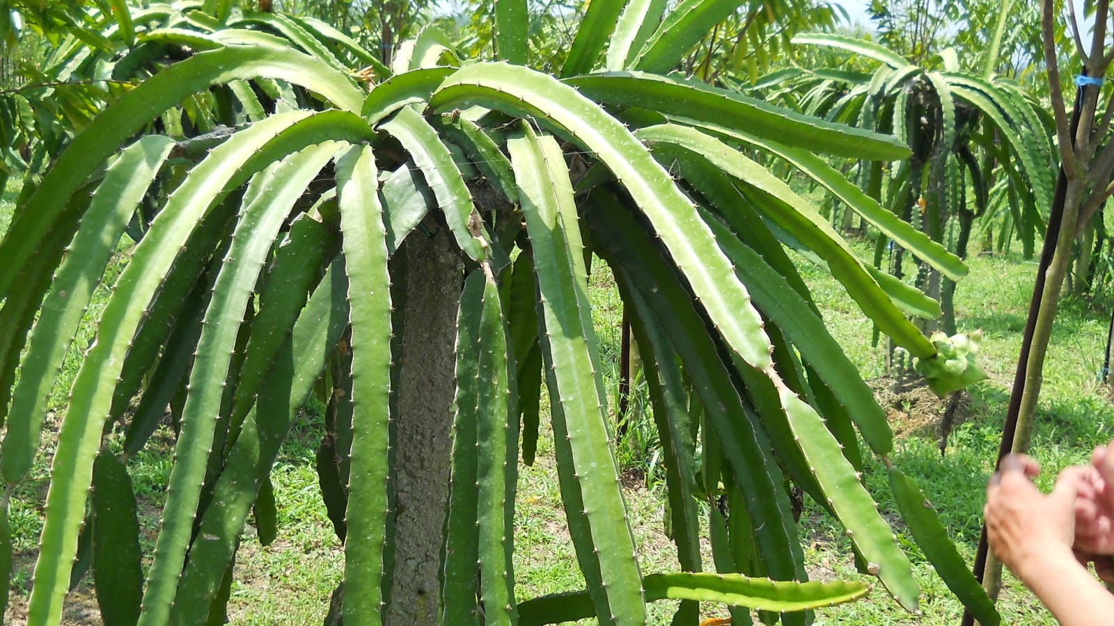 Dragon Fruit Plant Care