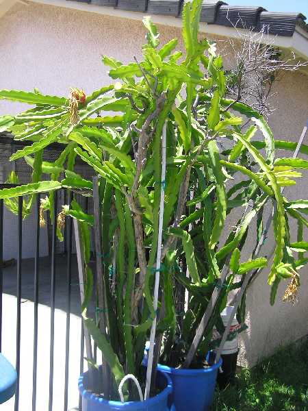 Dragon Fruit Plant Care