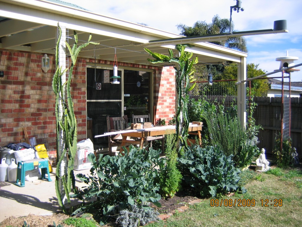 Dragon Fruit Plant Care