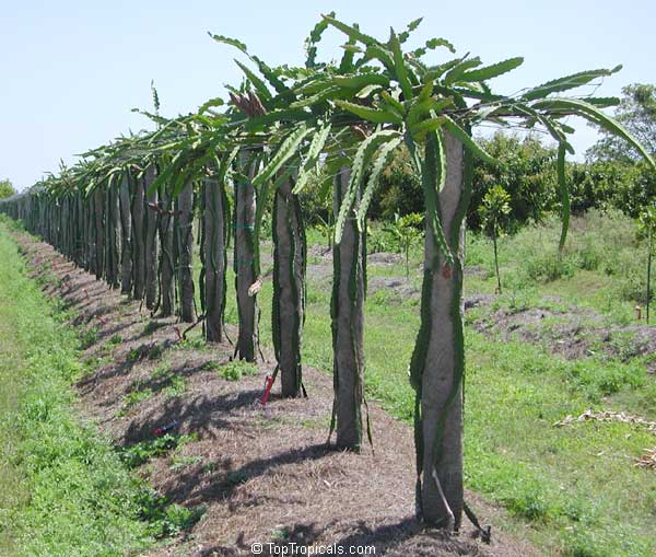 Dragon Fruit Plant Care