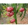 Dragon Fruit Plant Container