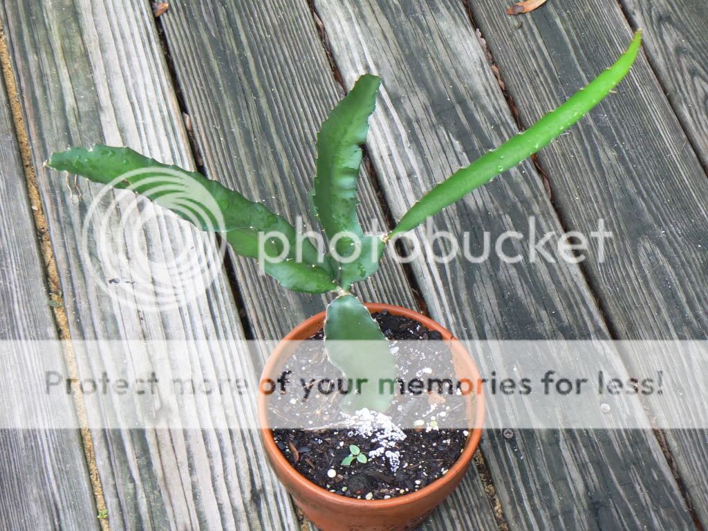 Dragon Fruit Plant Container