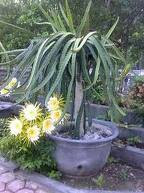 Dragon Fruit Plant Container