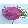 Dragon Fruit Plant For Sale