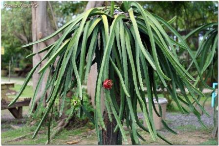 Dragon Fruit Plant How To Grow