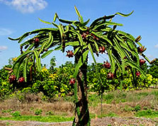 Dragon Fruit Plant How To Grow