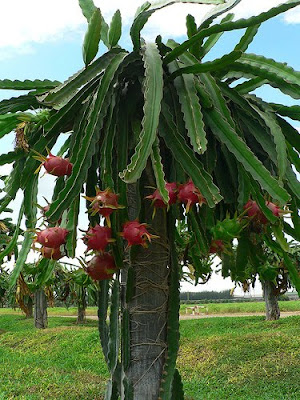 Dragon Fruit Plant How To Grow