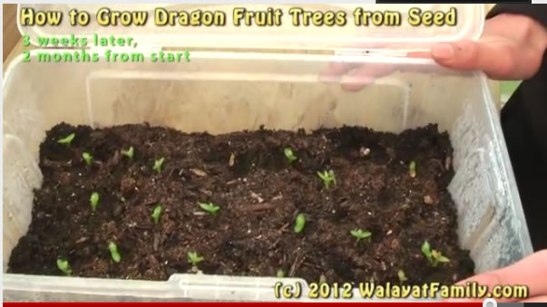 Dragon Fruit Plant How To Grow