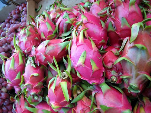 Dragon Fruit Plant How To Grow