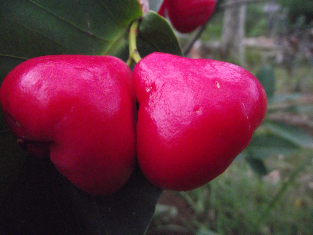 Dragon Fruit Plant In Kerala