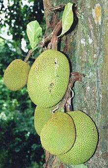 Dragon Fruit Plant In Kerala